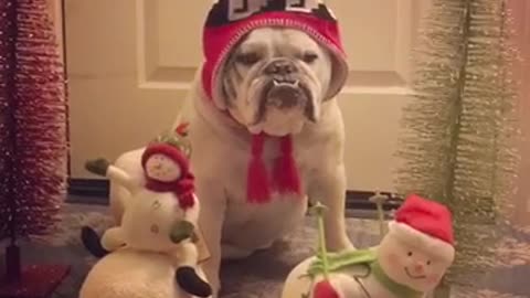 Grinch bulldog not impressed with singing Christmas toys