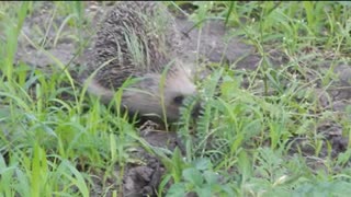 Hedgehog in search of prey