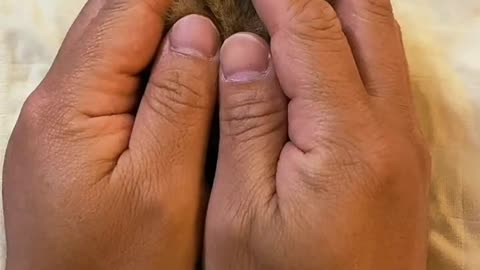 A person covers a kitten with his hand and shows it