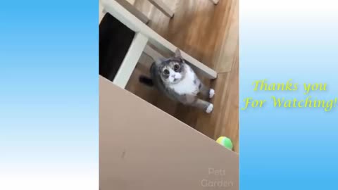 Watch These Funny Puppies and Kittens