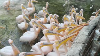 That's How Pink Pelican Reactions When Seeing Fishes