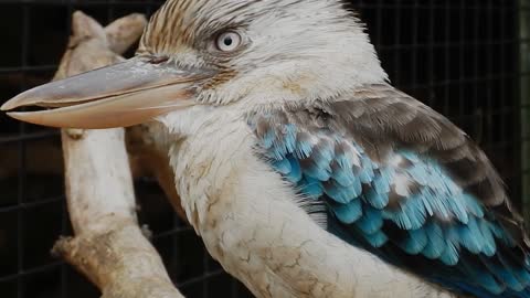 Australia Bird Feathers Wild Animal