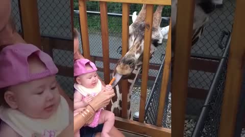 Animals Trolling Babies in the zoo