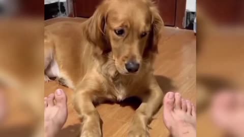 Adorable Paws and Wagging Tails 🐾 | The Lovely Dog Rumble Channel"