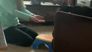 Puppy learns to jump off chair