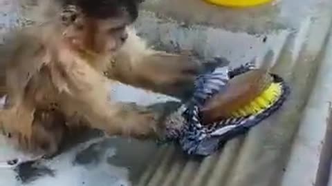 Monkey bathing and clean clothes