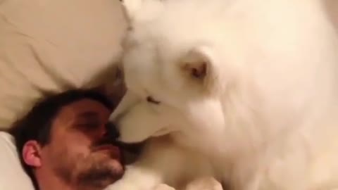 What the dog is doing while the owner is sleeping