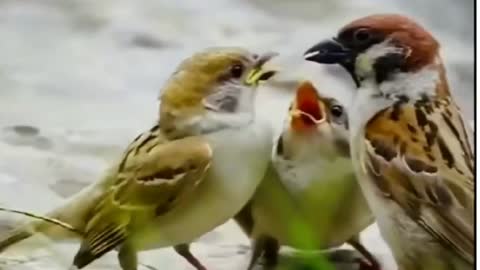 Birds world | birds food feeding