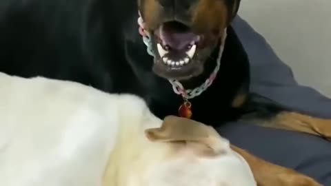 jealous dog