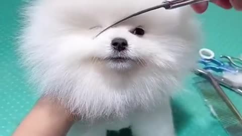 cute dog hair cutting