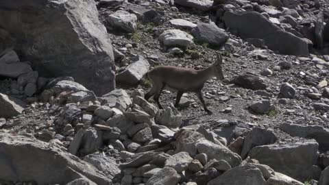 Bouquetin des Alpes (Capra ibex) Alpine Ibex