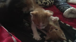 The most adorable kitten play fight ever !! 8 Paws no mercy!