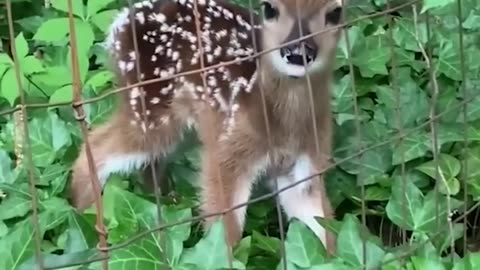 Fawn rescued from fence