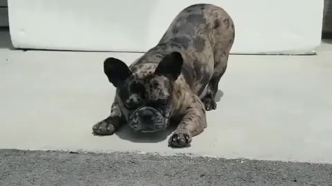 This cute frenchie got a new friend but he is has to be careful