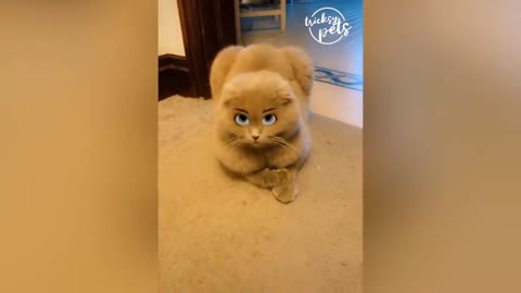 Cat looks like a doll with this filter