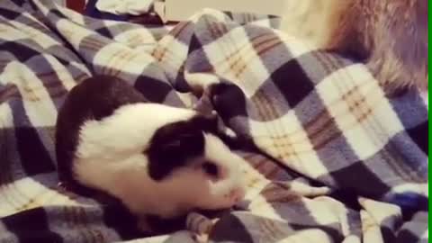 Cat's tail keeps hitting guinea pig in face