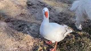 Goose Protects Doggy From Goat