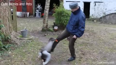 Funny Animals Chasing and Scaring People all around the world!! Try not to laugh