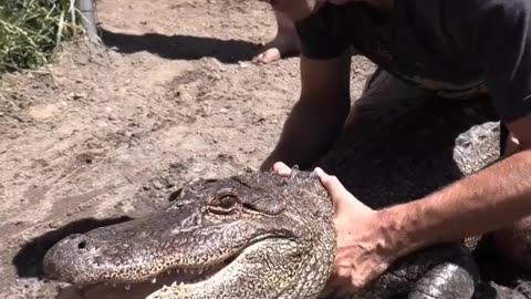 Catching Gator to give Care #shorts #alligator