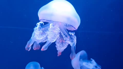 Jellifish swimming underwater - pretty ocean creatures