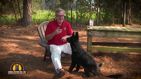 German Shepherd Puppy switching from puppy to adult food