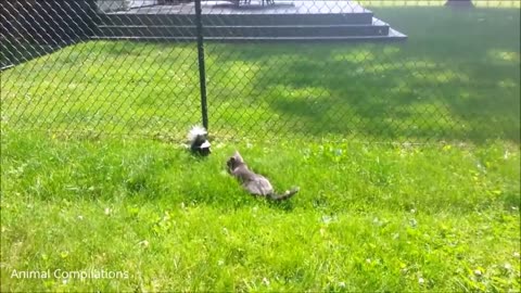 Adorable Baby Skunks Playing