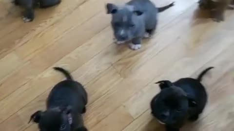 Very cute pitbull puppies walking around