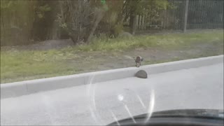 Crow Helps Hedgehog to Cross the Street