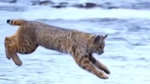 linx jumping in a viral video clip of funny animals YouTube #Shorts