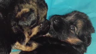 German Shepherd PUPPIES a few weeks old DAM CUTE!! Jule and Romes puppies PART 4