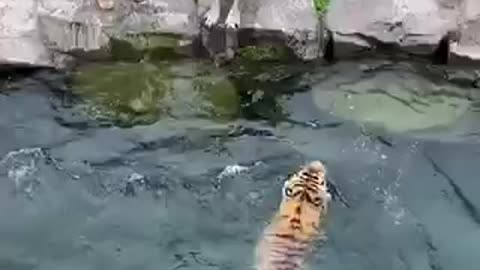 Exploiting tigers to swim smartly