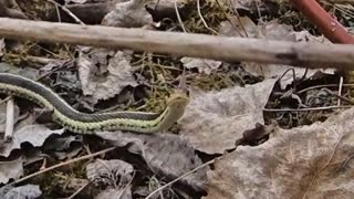 Curious little snake