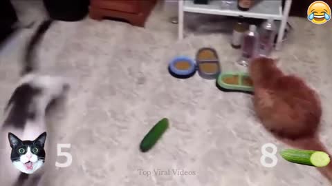 Cat vs Cucumber - Funny Reactions