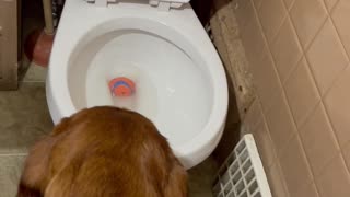 Bloodhound Drops Ball In Toilet