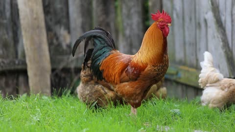 Beautiful cock and chiken