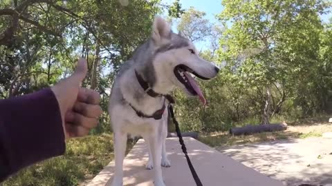 CUTE DOG RIDES A SKATEBOARD!