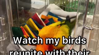Parrots react to seeing their grandparents again