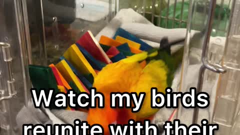 Parrots react to seeing their grandparents again