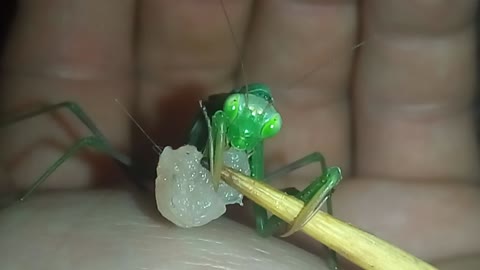 Praying mantis eats meat straight from the skewer