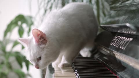 puppy cat musician