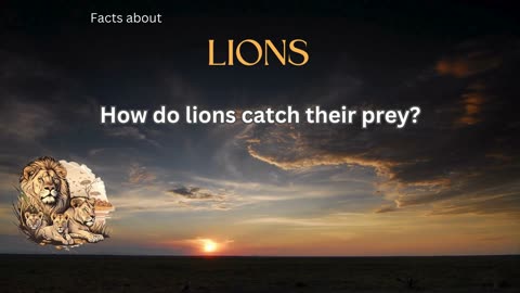 Lion fact 4 - How do lions catch their prey?