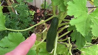 We Have Zucchini