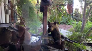 Bear Cubs Cool Off in Barrel Waterfall