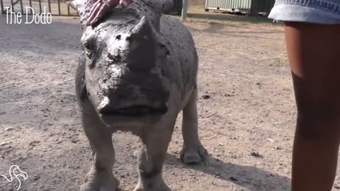 Old Rhino Meets Baby Rhino And Falls In Love