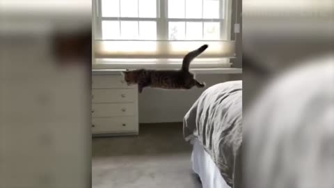 FAIL - Watch This Kitten Attempt To Jump Off The Bed (SlowMo)