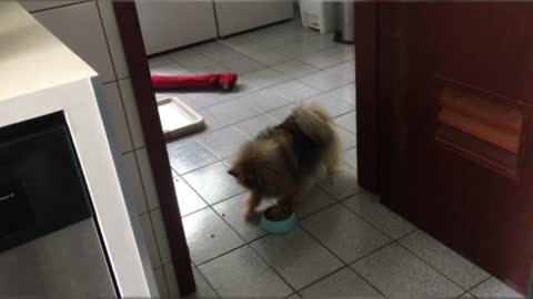 Funny Dog playing with Food