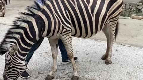 A zebra