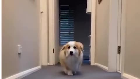 Funny Dog Moment