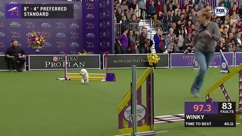 Watch 5 of the best WKC Dog Show moments