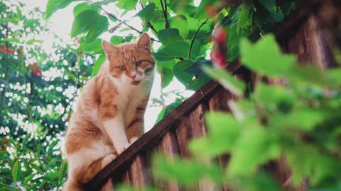 Cat Above Tree